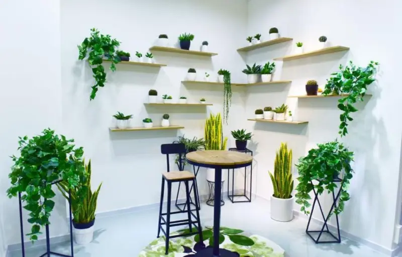 Hanging the Plants onto the Wall