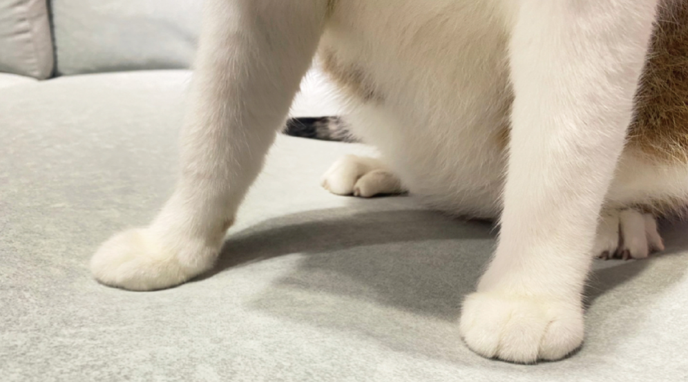 6 Best Cat-Proof Couches That Actually Stand Up to Scratching [2023]