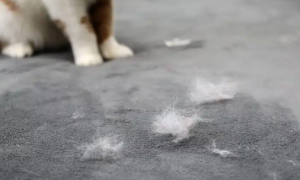 The Best Pet Hair Resistant Sofa