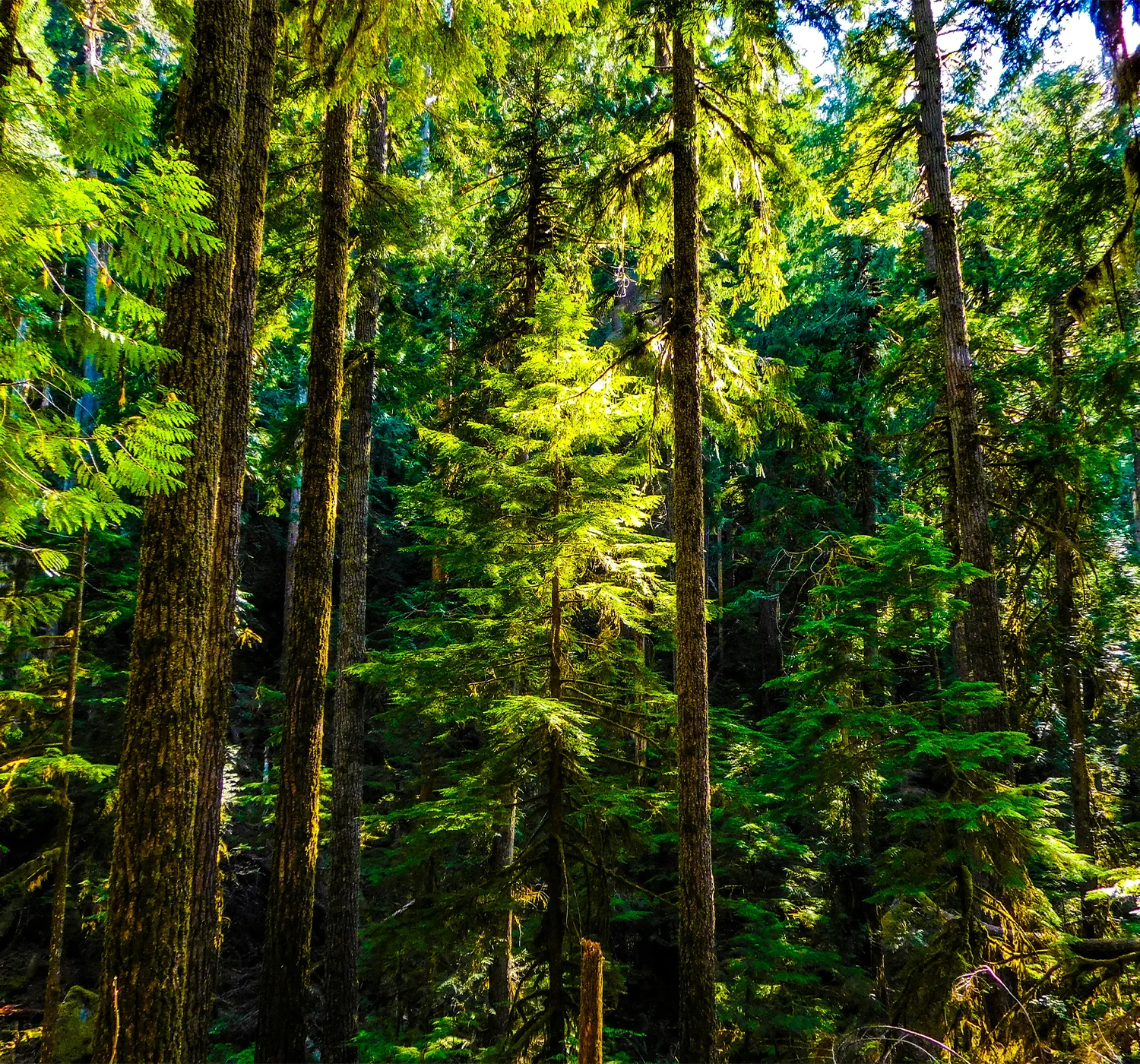 A dense forest filled with tall evergreen trees bathed in sunlight. The light filters through the canopy, illuminating vibrant green foliage and creating a serene, natural atmosphere