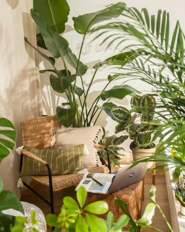 Chair with plants, laptop, and books in a bright room.