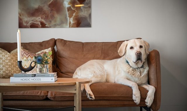 A dog laying on a couch in a living room