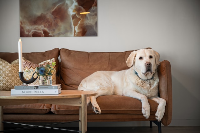 A dog laying on a couch in a living room