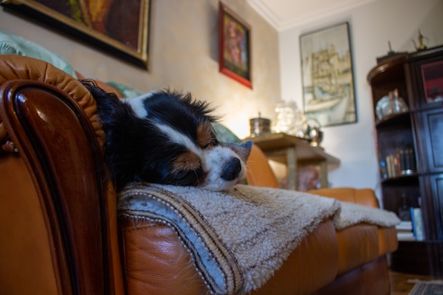 Dog sleeping on a couch in a cozy living room