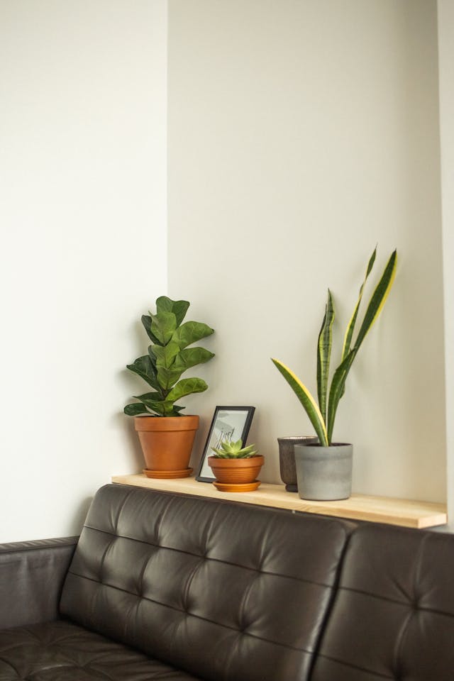 Stylish living room with leather sofa, wooden shelving and multiple potted plants, showing a cozy green living room