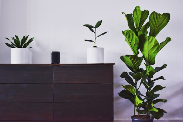 Wooden chest of drawers styled with a green plant in a minimalist interior