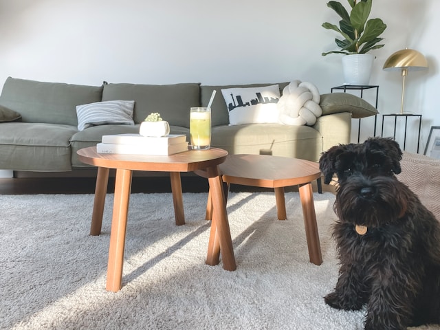a dog sitting next to a nested coffee table