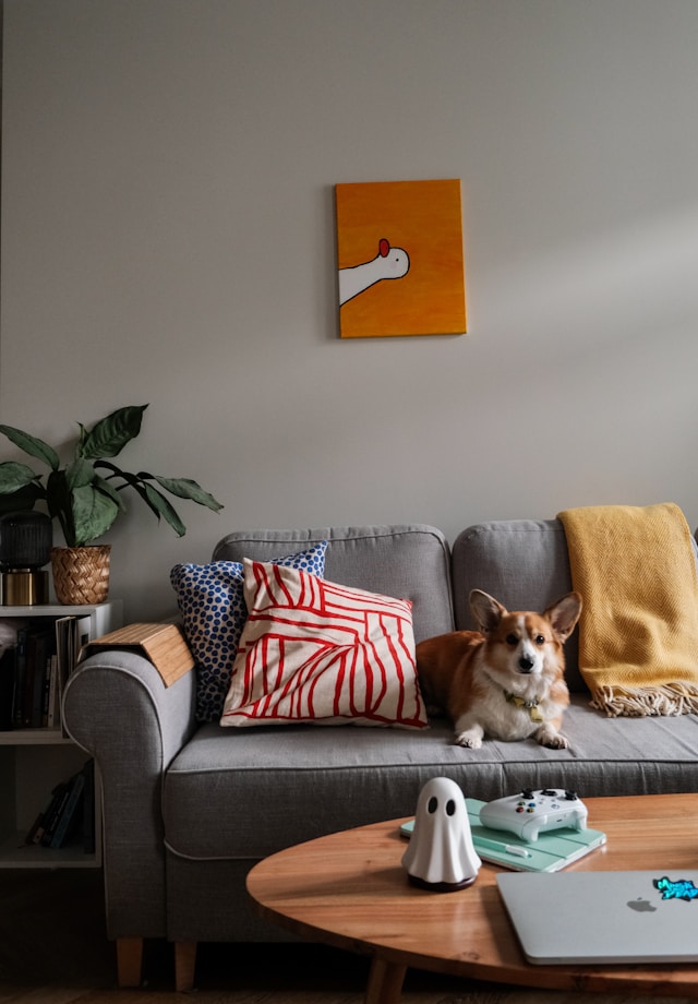 a dog sitting on a couch in front of a coffee table