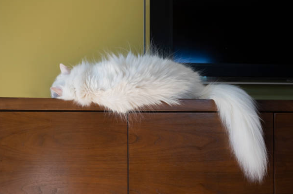 Fluffy white cat with a long tail taking a nap on the TV credenza