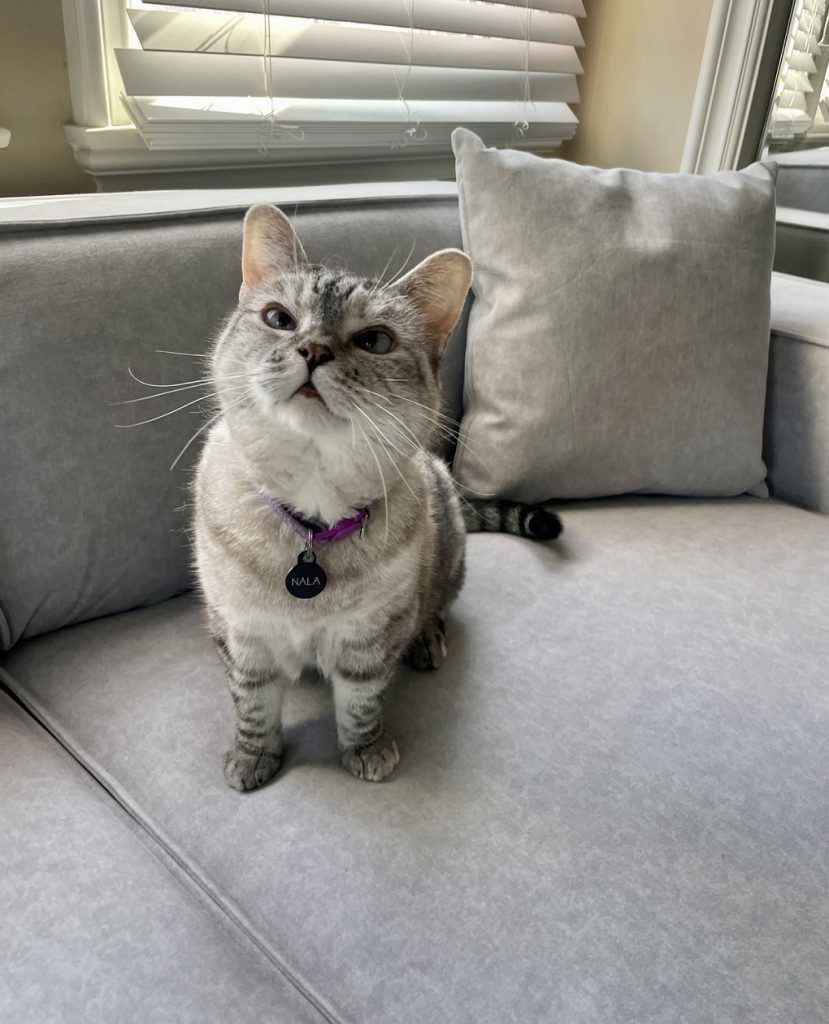 A cat resting on a gray sofa, showing how regular brushing can reduce loose fur on favorite lounging spots.