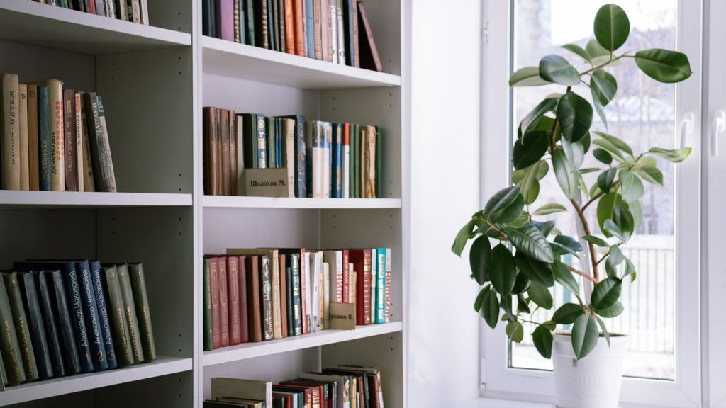 White bookcase filled with books beside a bright window and a leafy potted plant.
