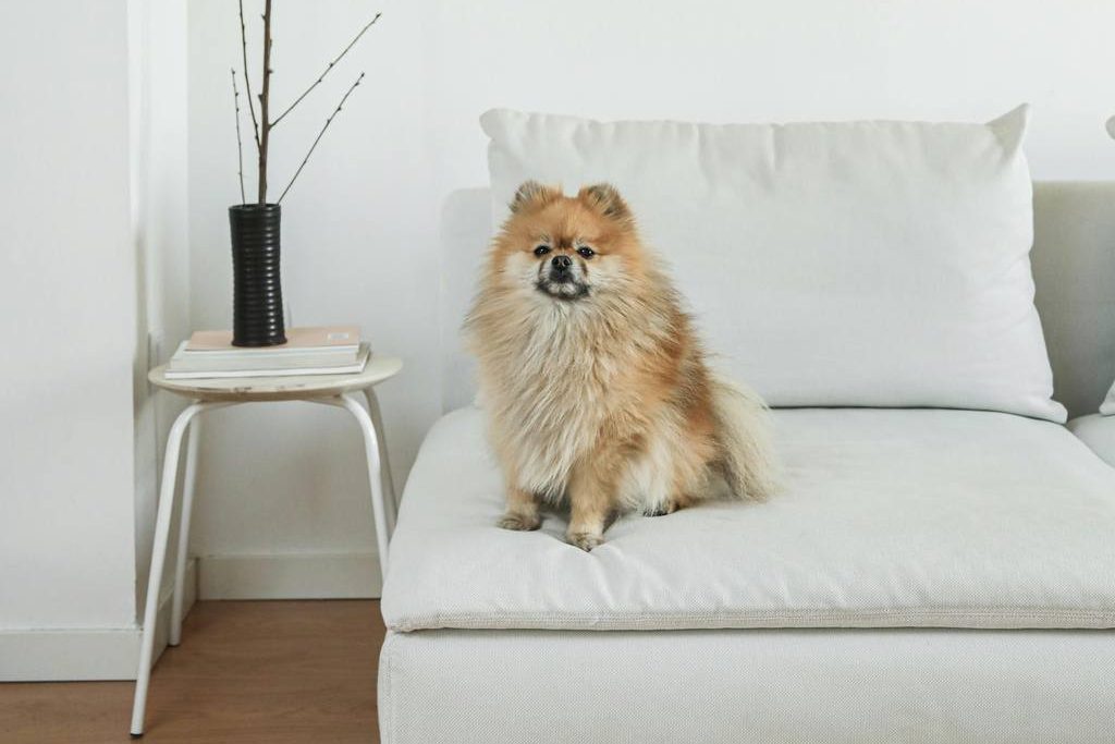 a dog sitting on a white sofa near a chair with some books and a flower on top in a bright living room