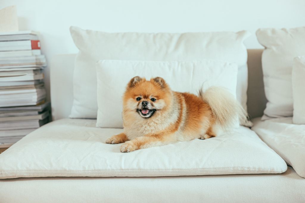 Small Pomeranian resting on a light-colored fabric sofa with white cushions.