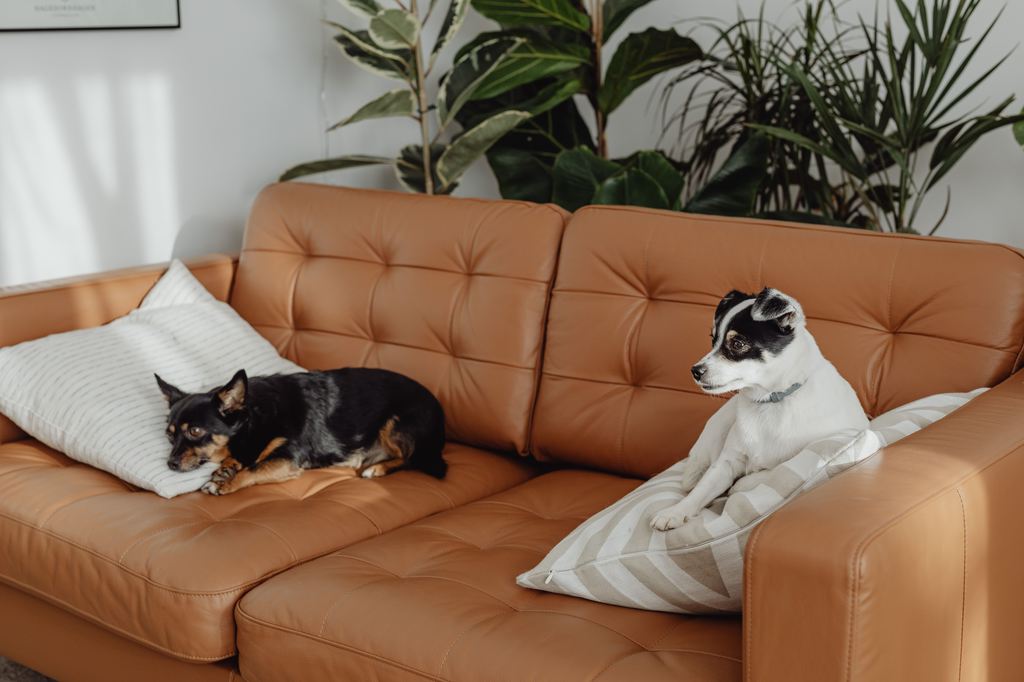 Two small dogs resting on a tan leather sofa with pillows and houseplants in the background.