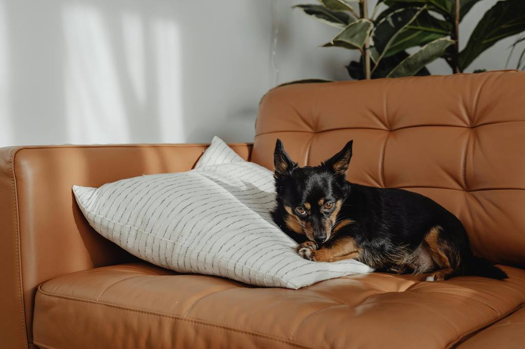 Small black dog resting on a tan leather sofa with a white pillow, showing a cozy pet-friendly living room setup.