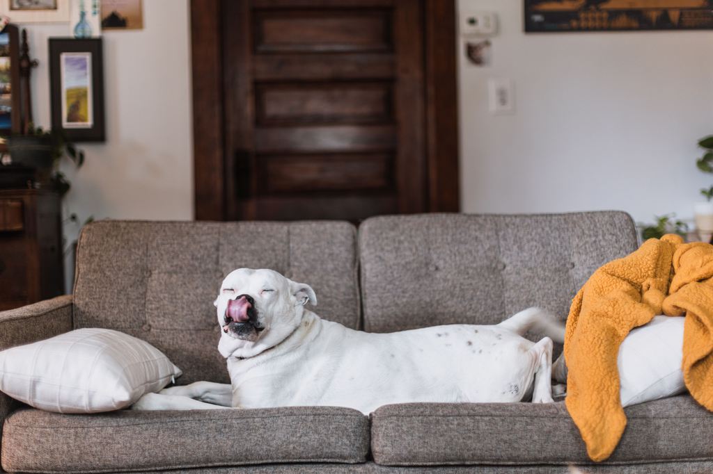 a white dog lying on a grey sofa with cushions in a small and bright living room