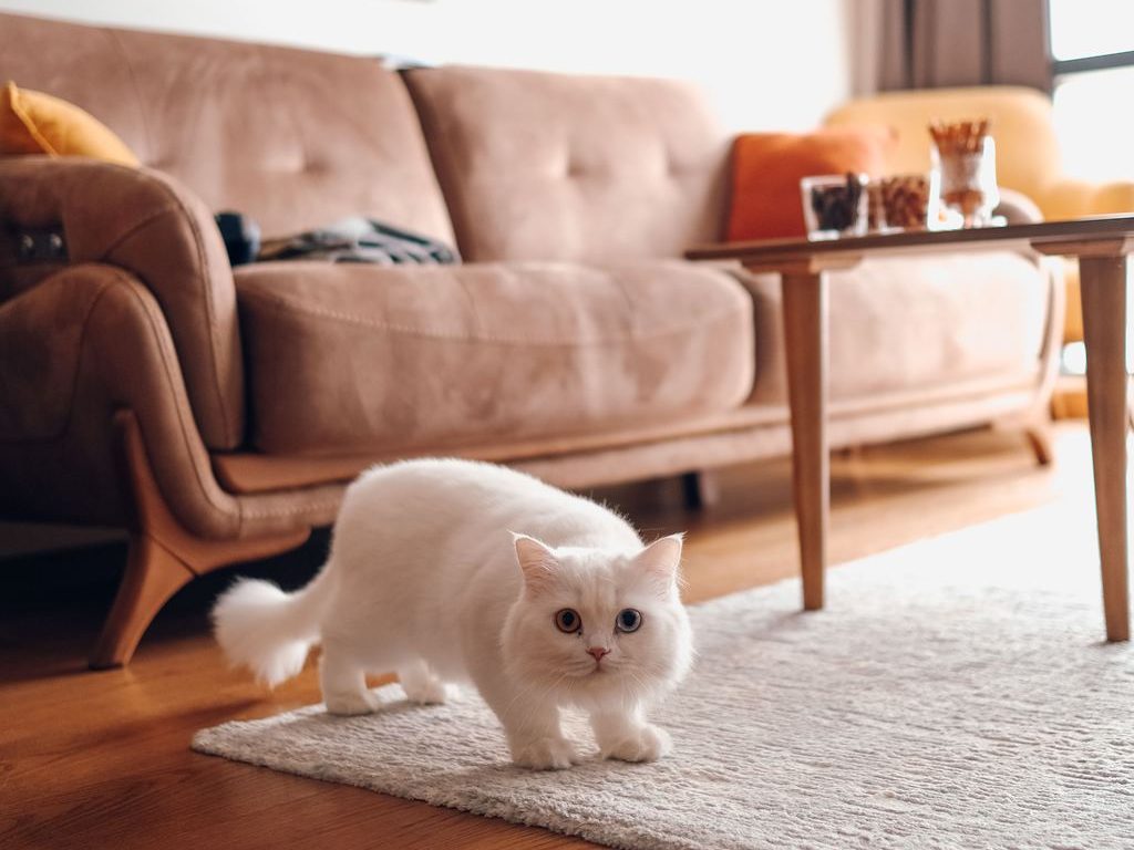 White cat standing on a light living room rug beside a tan sofa, wood coffee table, warm wood floor, and soft natural light.