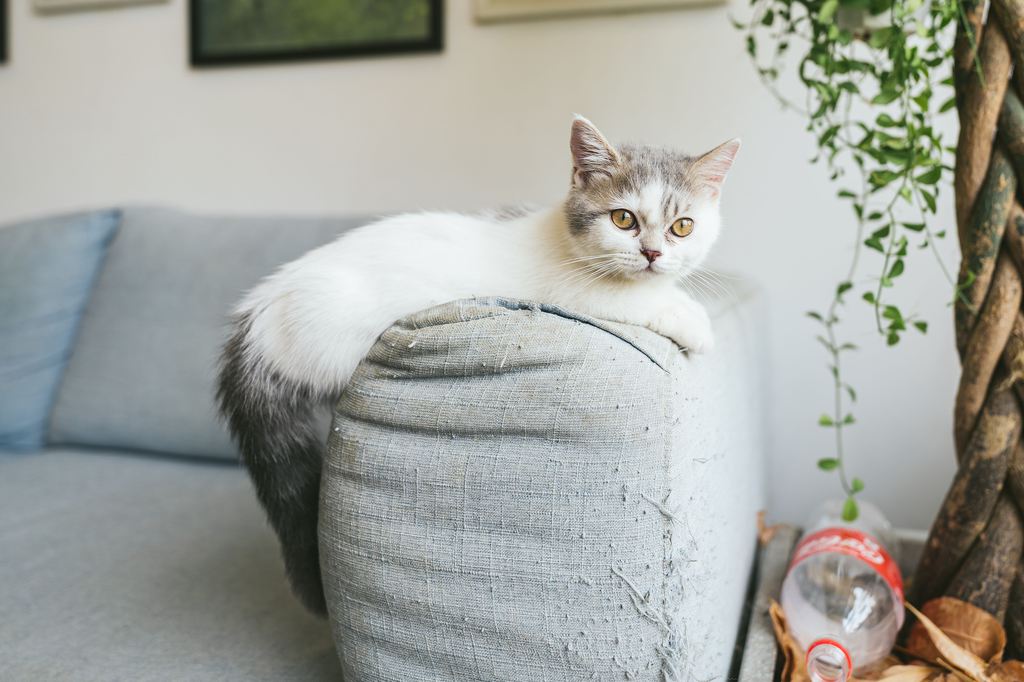 White and gray cat resting on a scratched and frayed light gray fabric sofa arm.