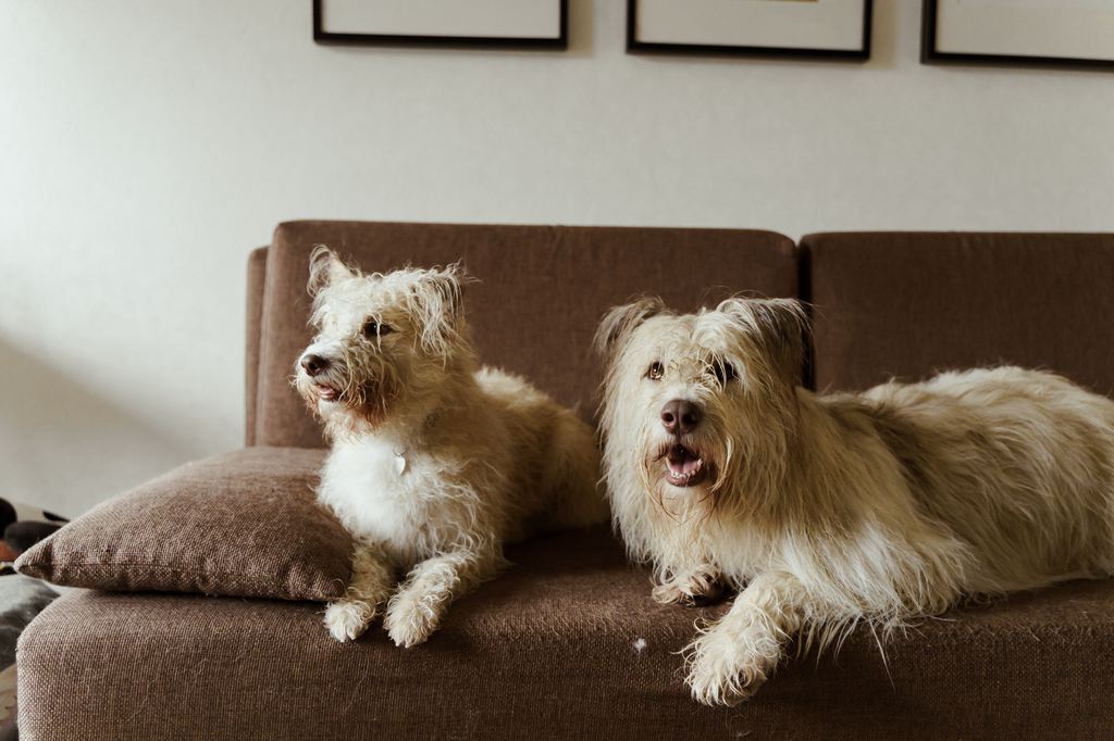 Two shaggy white dogs resting on a brown fabric sofa in a living room.