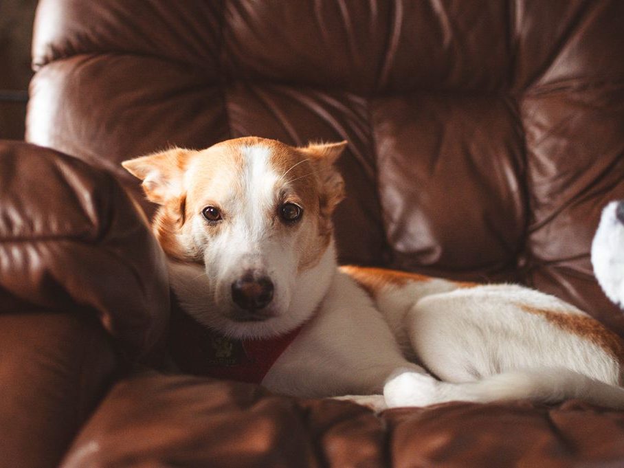 Small white and tan dog resting on a brown leather sofa, showing a calm pet-friendly living room with leather furniture.