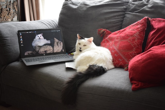 A white cat lying on black leather couch.