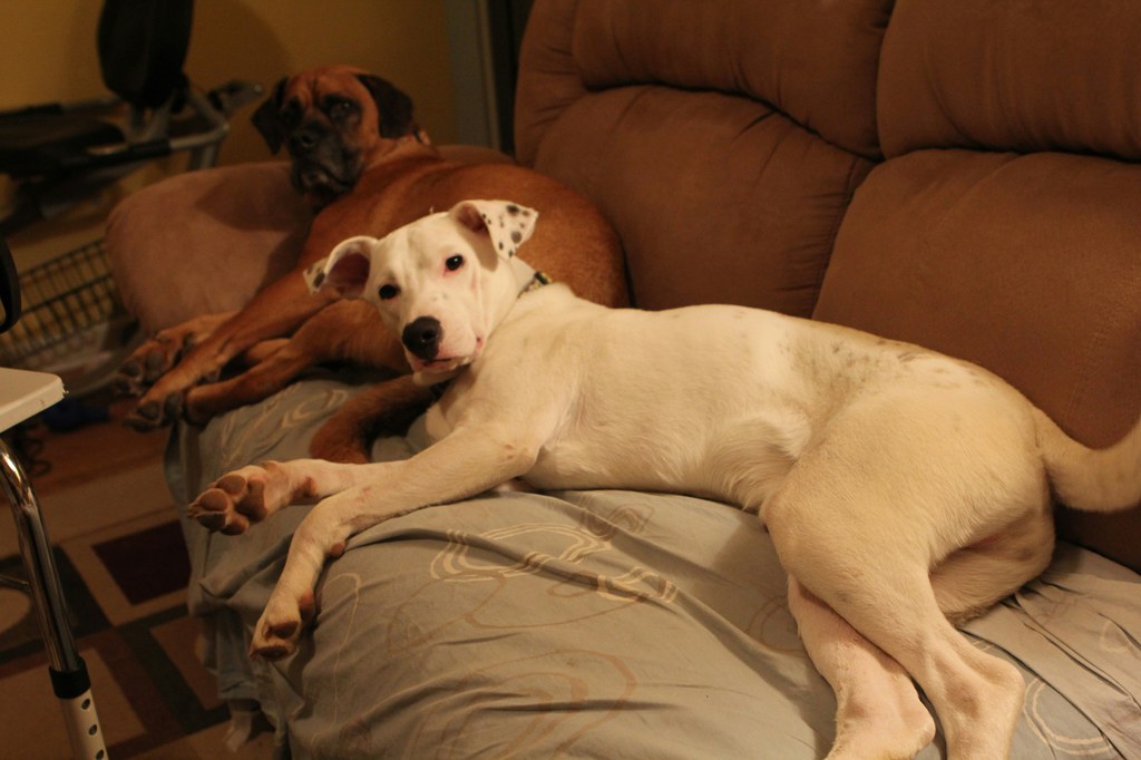 Two large dogs relaxing together on a brown reclining sofa in a living room