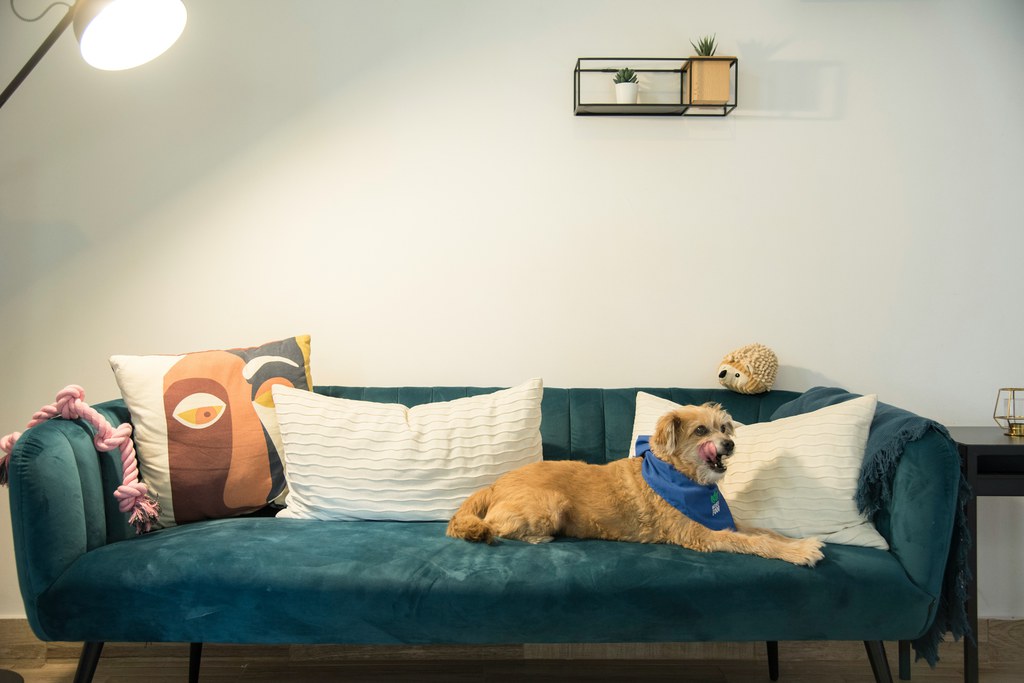 Small dog wearing a blue bandana resting on a teal velvet sofa with decorative pillows