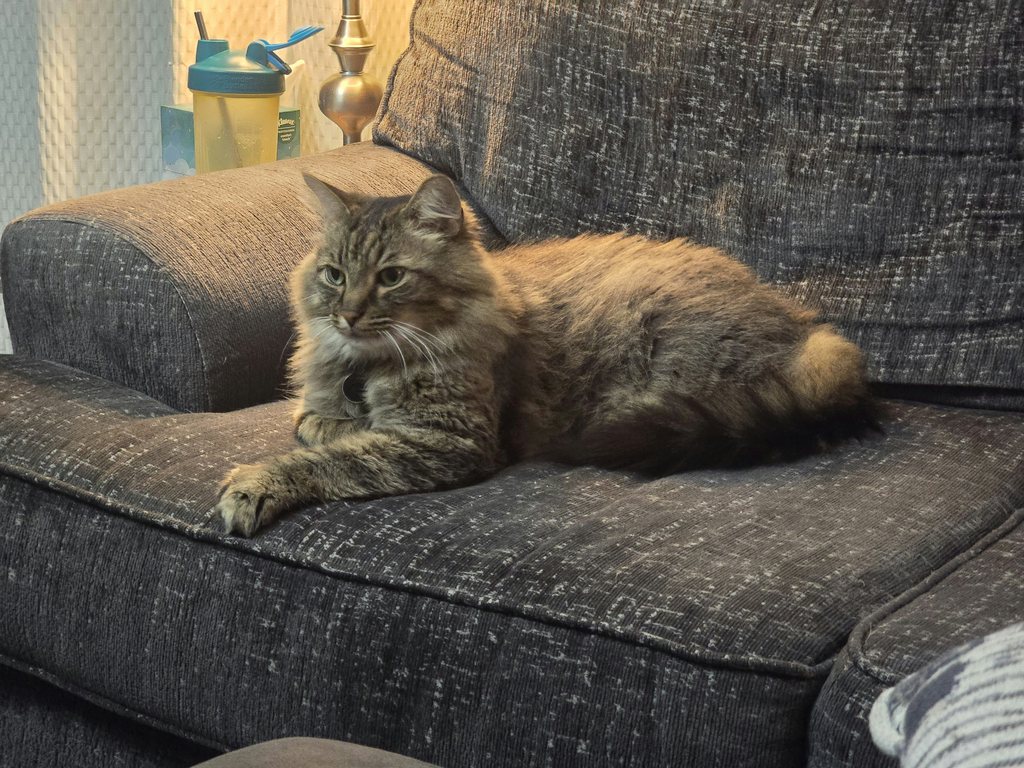 Fluffy tabby cat resting on a dark textured fabric sofa.