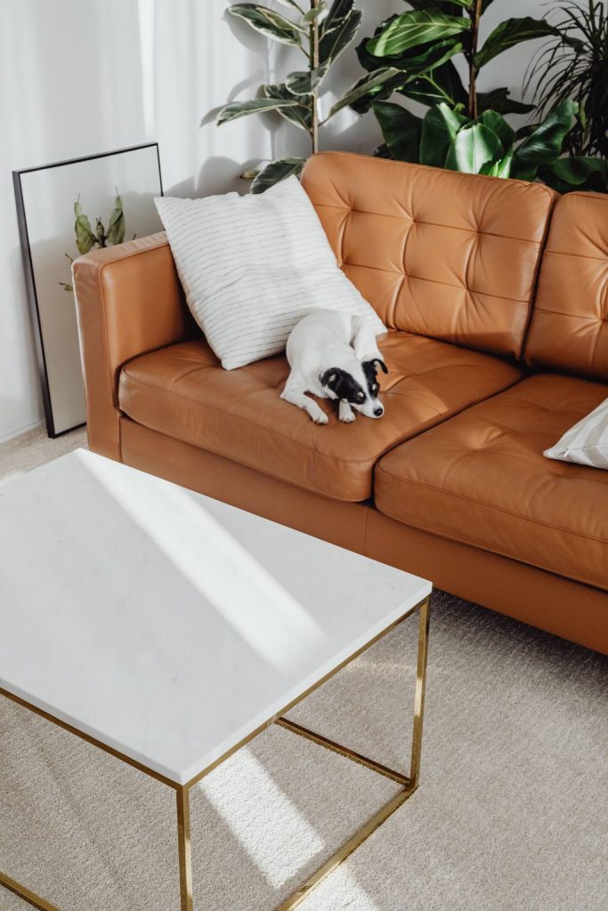 Brown leather sofa with a small dog resting on the seat in a bright living room with indoor plants and a modern coffee table.