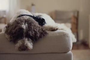 10 Best Easy-to-Clean Couches for Spills, Pets & Busy Homes