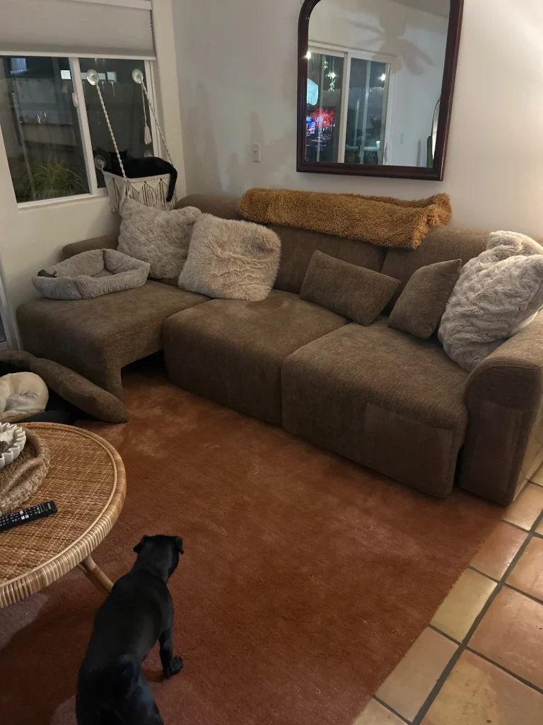aurora sofa bed in a home with pet dogs